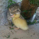 Illustration for article titled Caturday Morning Open Thread